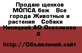 Продаю щенков МОПСА беж - Все города Животные и растения » Собаки   . Ненецкий АО,Осколково д.